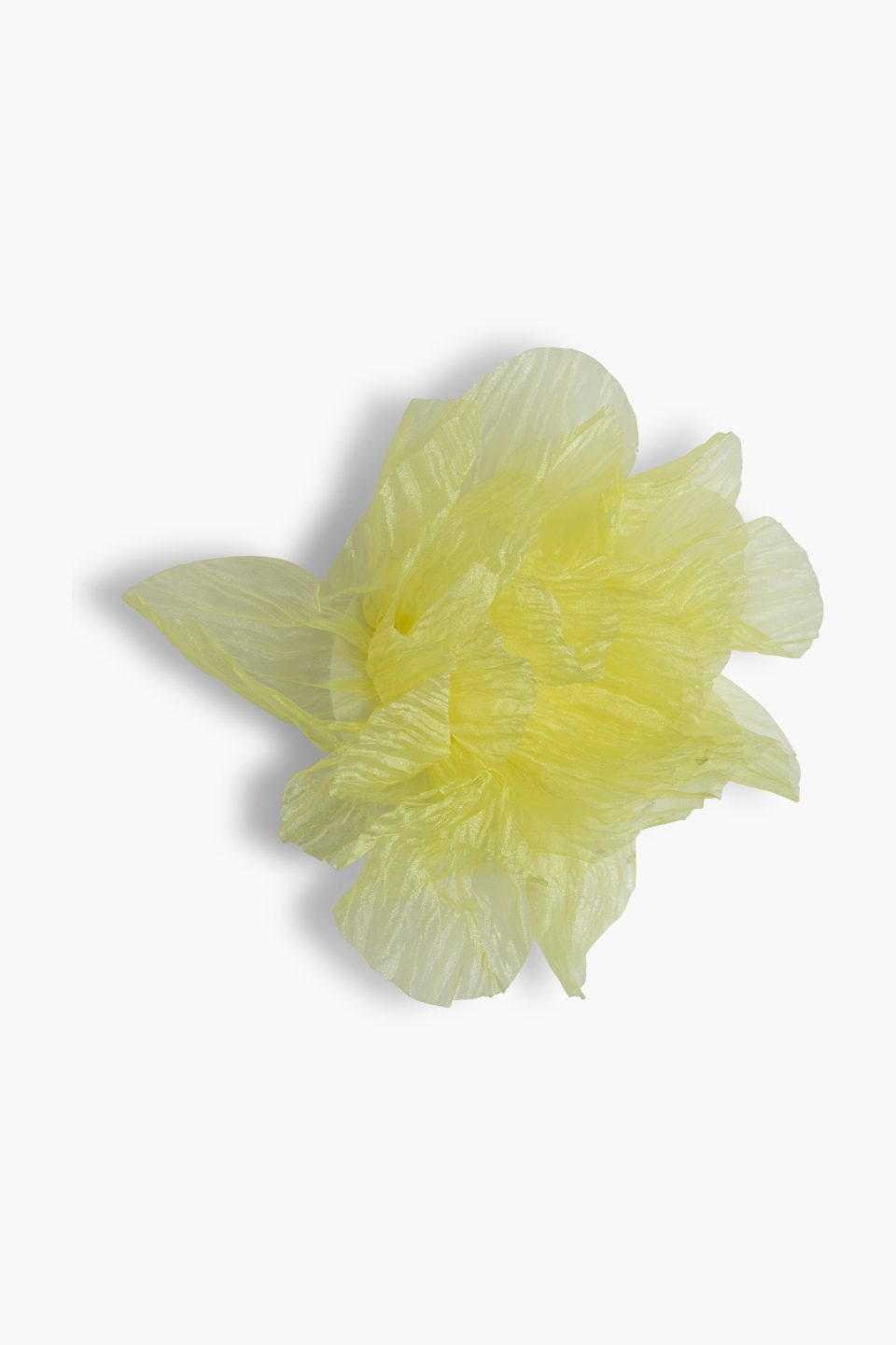 Brosa supradimensionata Cher